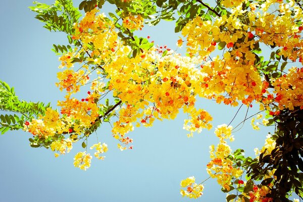 Gelbe Blumen auf dem Baum Natur