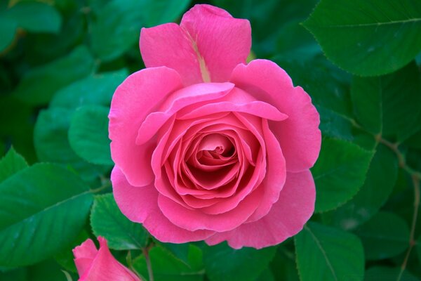 Beautiful bright pink rose