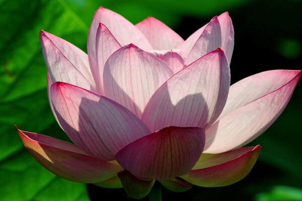 A beautiful lotus flower blooms gently