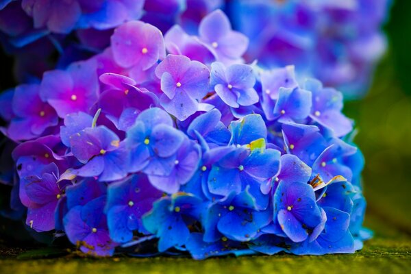 A flower with bright blue petals