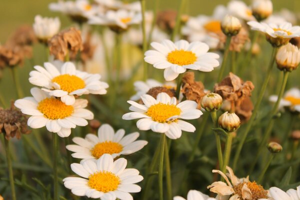 Clareira de margaridas brancas na floresta