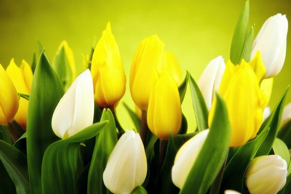 White and yellow tulip buds