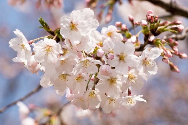 Blühender Kirschbaum im Frühling