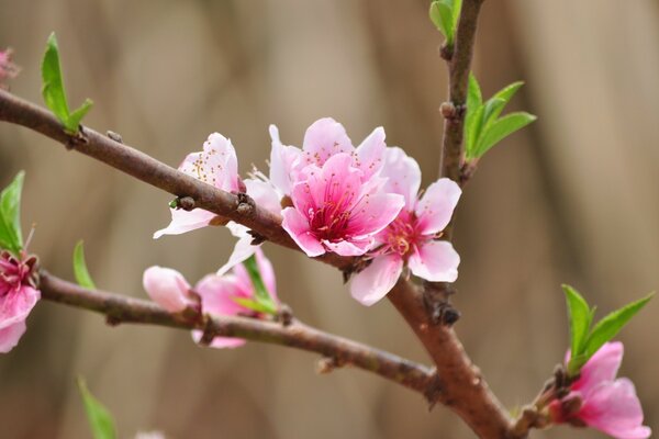 Naturaleza primaveral-almendra floreciente