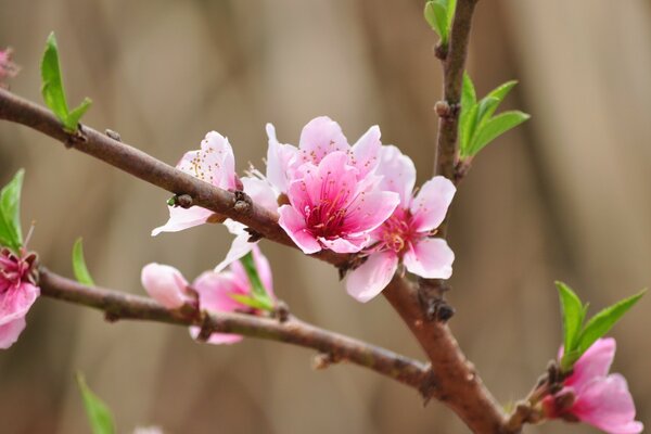 Nature printanière - floraison des amandes