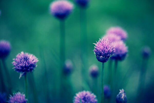 Flore d été fleurs violettes