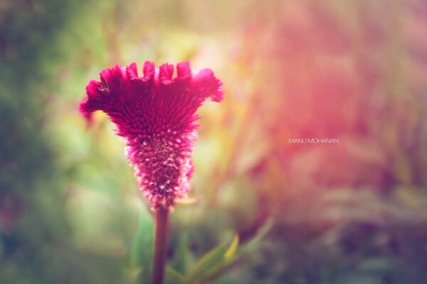 A small red flower, of a bizarre shape