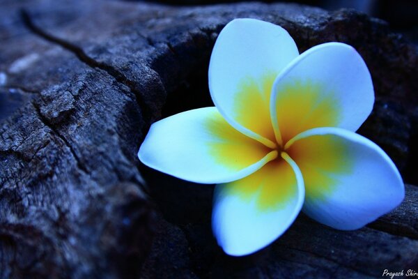 Solitaire belle fleur sur l arbre