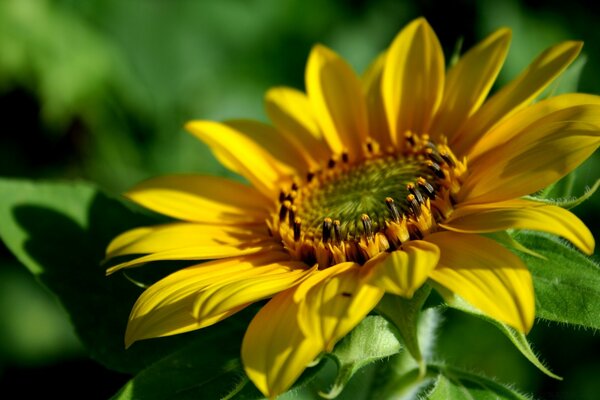 Natur des Sommers Blumen