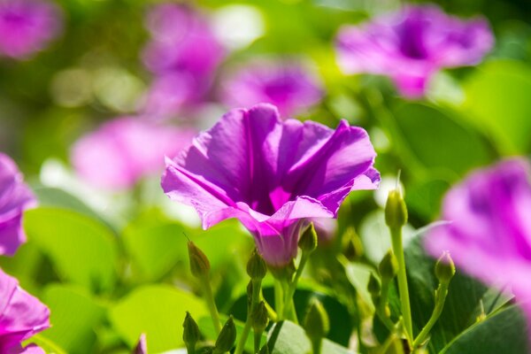 Flores con hojas en la naturaleza