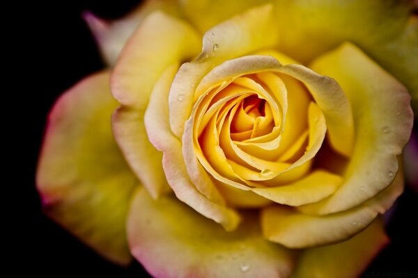 Fleur jaune sur le bureau