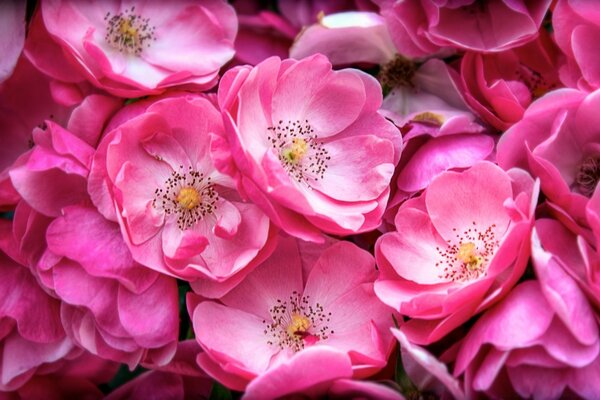 Flores cor-de-rosa brilhantes na primavera