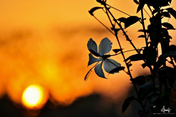 Herbe sur fond flou avec coucher de soleil