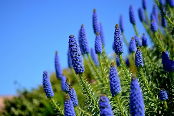 Summer flowers in nature