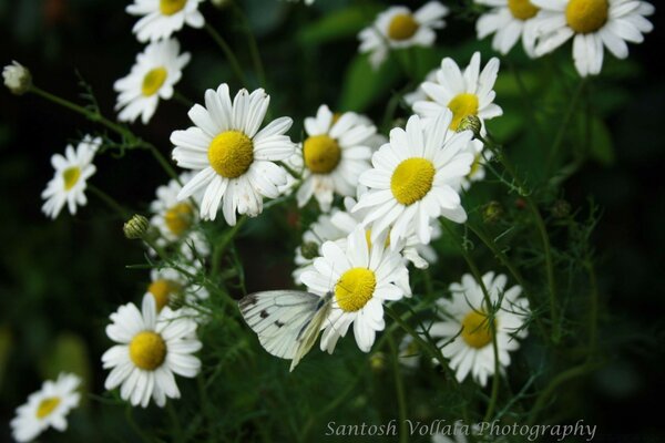 Kamille im Feld im Sommer