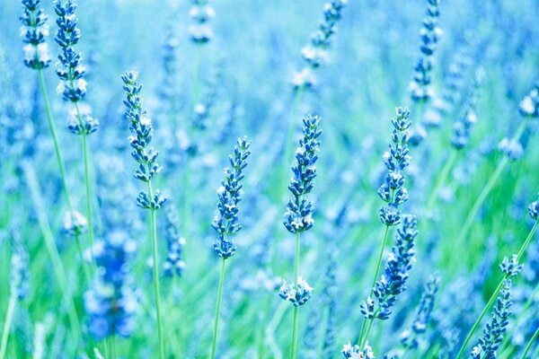 Delicato campo di lavanda blu