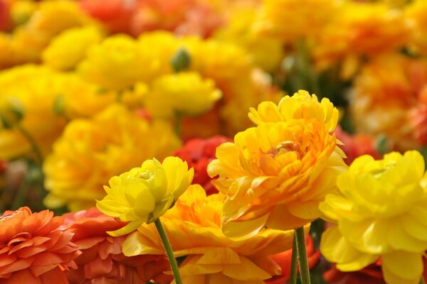 Blumen mit Blättern in der Natur