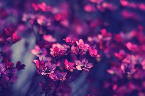 Фиолетовые и розовые цветы