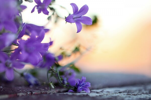 Hermosas flores moradas al amanecer