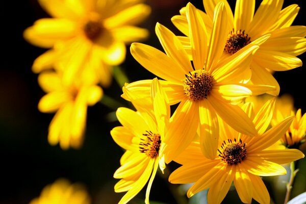 A yellow flower similar to the sun