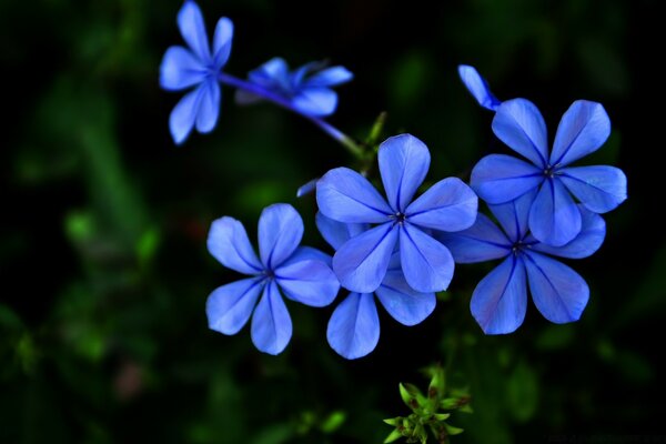 Helle blaue Kornblume im Feld