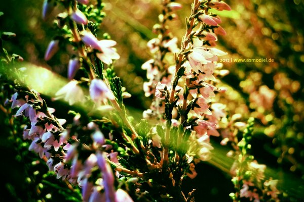 A ray of sunlight found unusual flowers in the shade of the grass