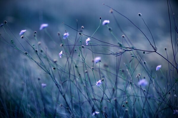 Blaue Blumen auf verschwommenem Hintergrund