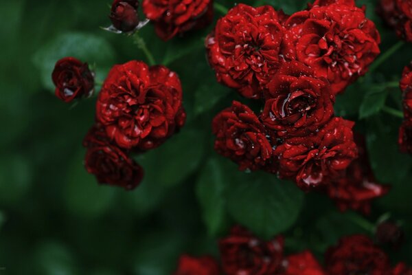 The rose and its leaves are very delicate in the hands