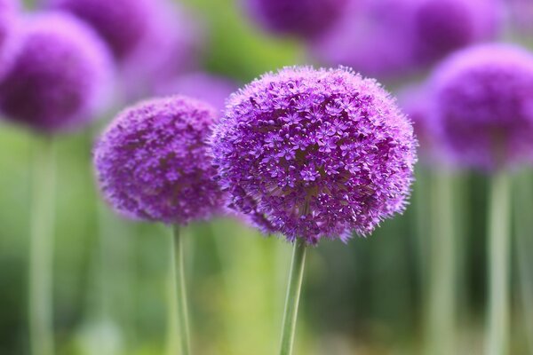 Fleurs brillantes lilas rondes