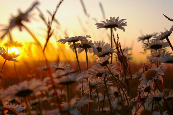 Daisies at the sunrise of the morning sun