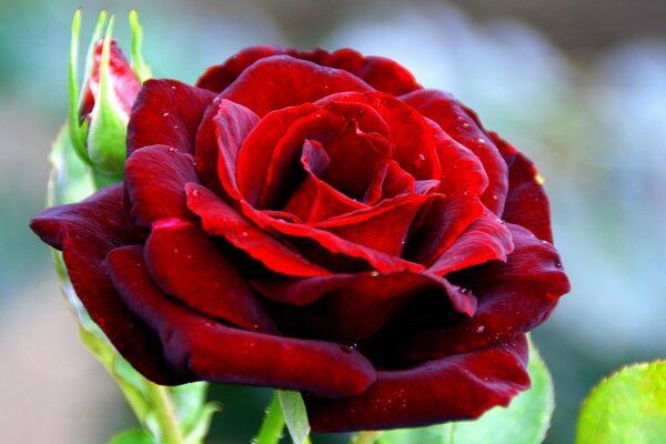 Rose Bourgogne passionnée sur vert