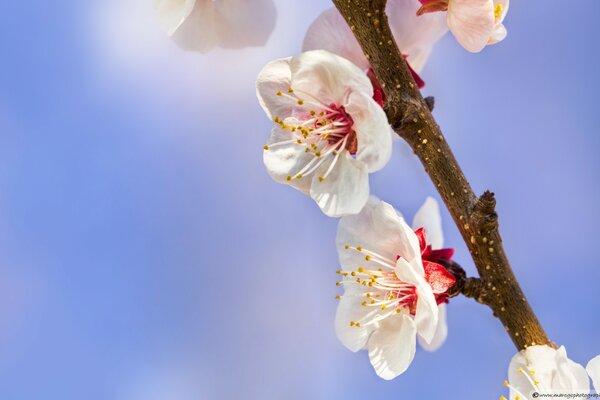 Cherry blossom branch on a blue background