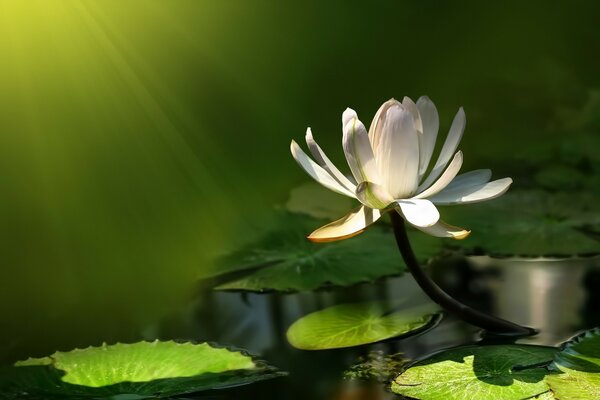 White beautiful flower in summer