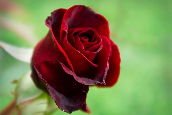 La rosa escarlata pierde pétalos