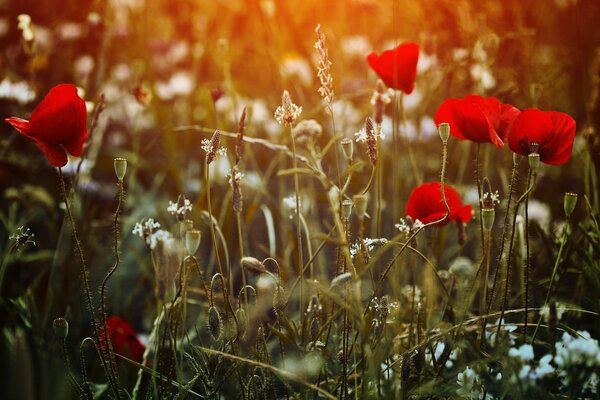 Amapolas rojas de Escritorio