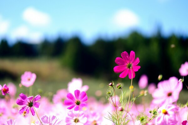 Helle Wildblumen auf dem Hintergrund des grünen Waldes