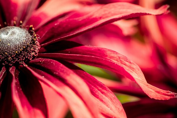 Hermosa flor de color rojo