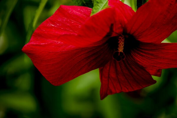 Hibiskus ist eine sudanesische Rose der Liebe