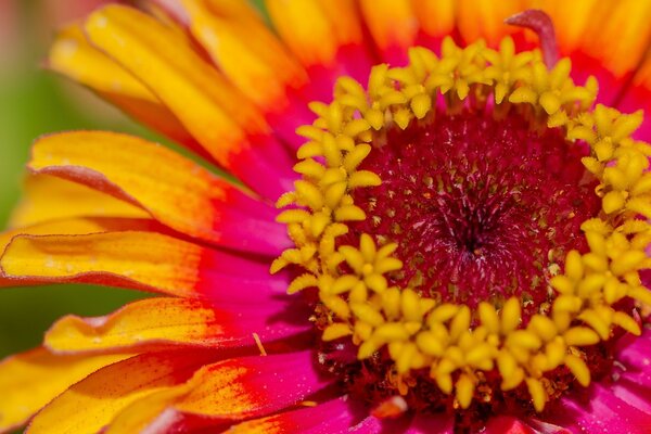 Zinnia colores brillantes