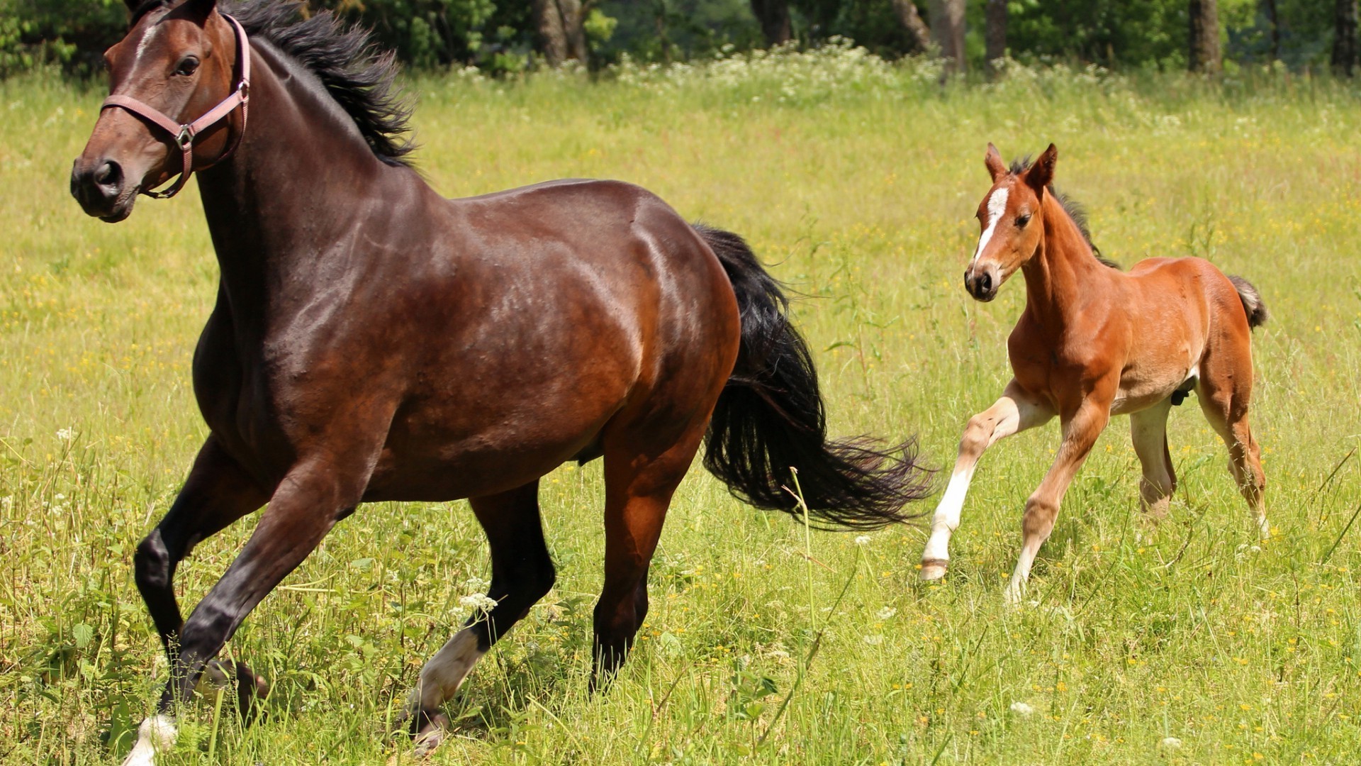 caballos caballo mare semental mane mamífero cría de caballos ecuestre caballería heno castaño pasto animal hierba pedigrí granja skoco potro pony campo sentado