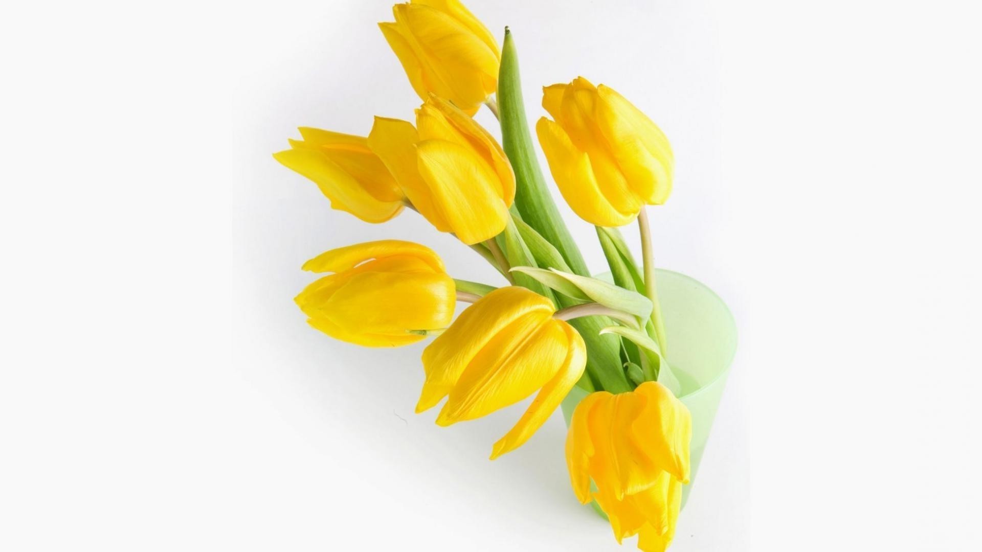 tulpen natur isoliert blatt ostern hell blumenstrauß flora blume wachstum blumen farbe