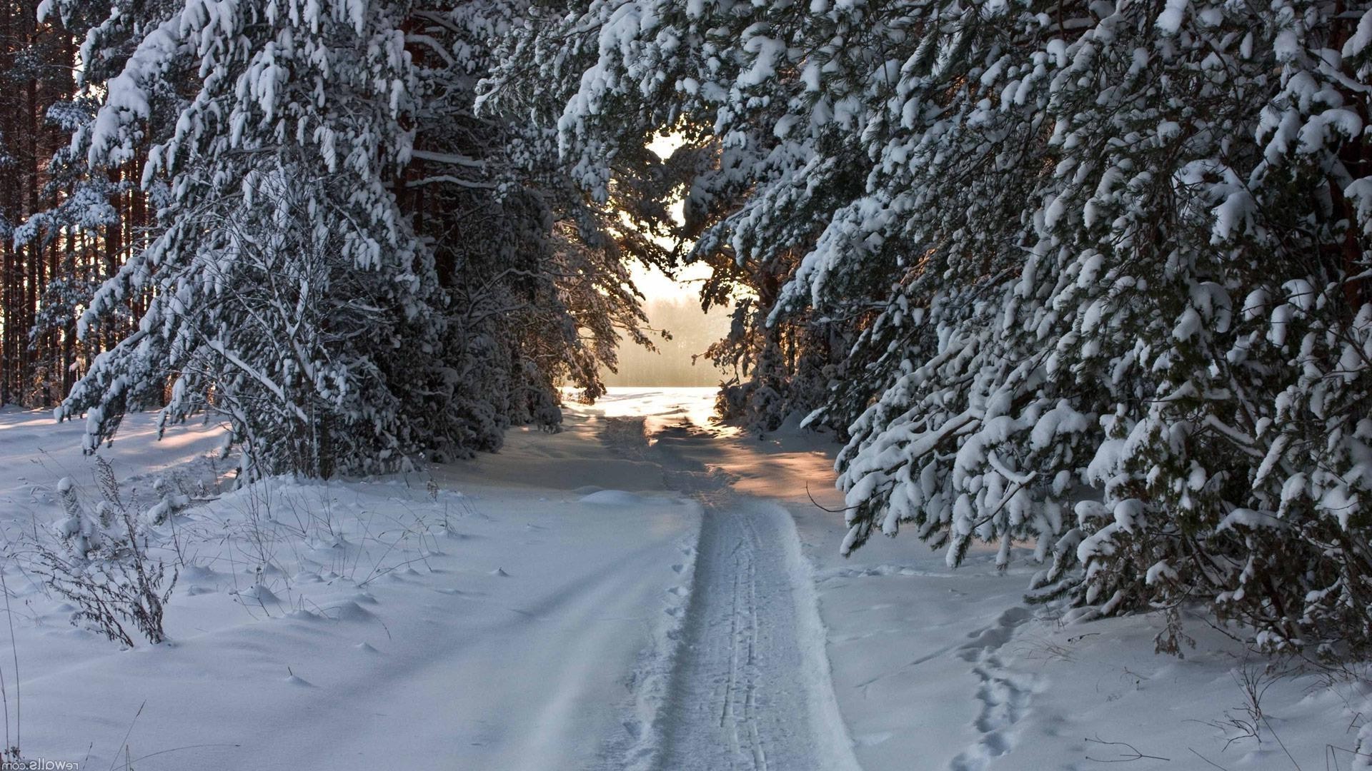 road winter snow frost cold frozen weather ice season wood tree landscape snowstorm snowy frosty scenic guidance snow-white track