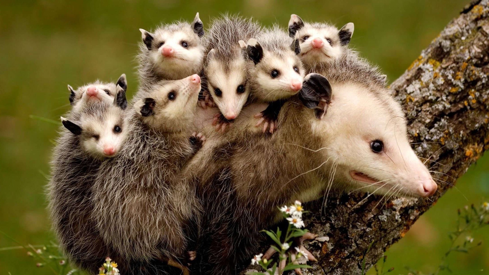 animaux nature mignon portrait la faune petit animal à l extérieur mammifère jeune herbe