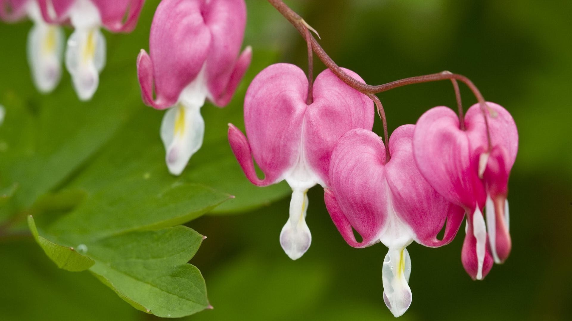 fleurs nature fleur flore jardin pétale bluming feuille couleur lumineux floral gros plan belle été à l extérieur saison