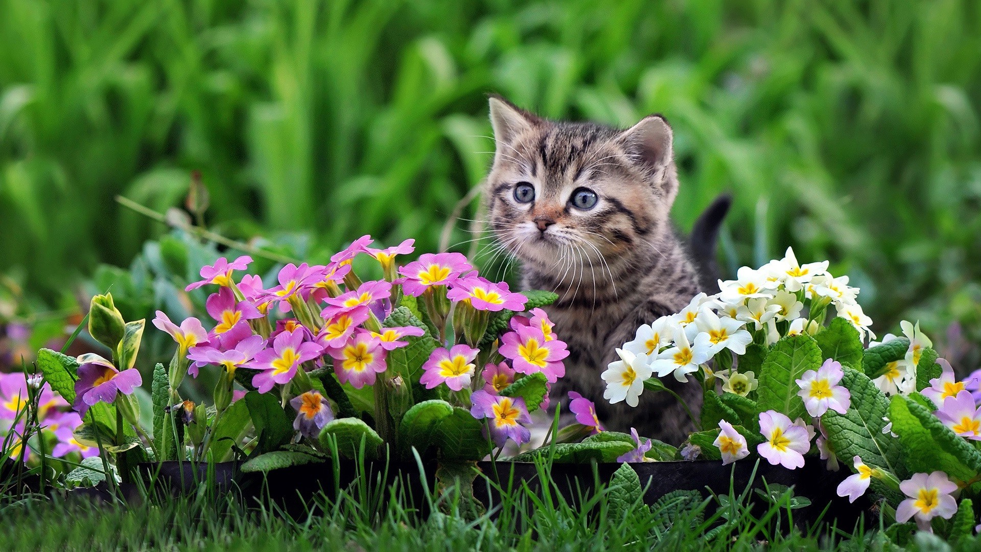 kediler doğa çiçek çimen bahçe alan yaz saman flora çiçek çiçek açan çim açık havada yaprak güzel park petal