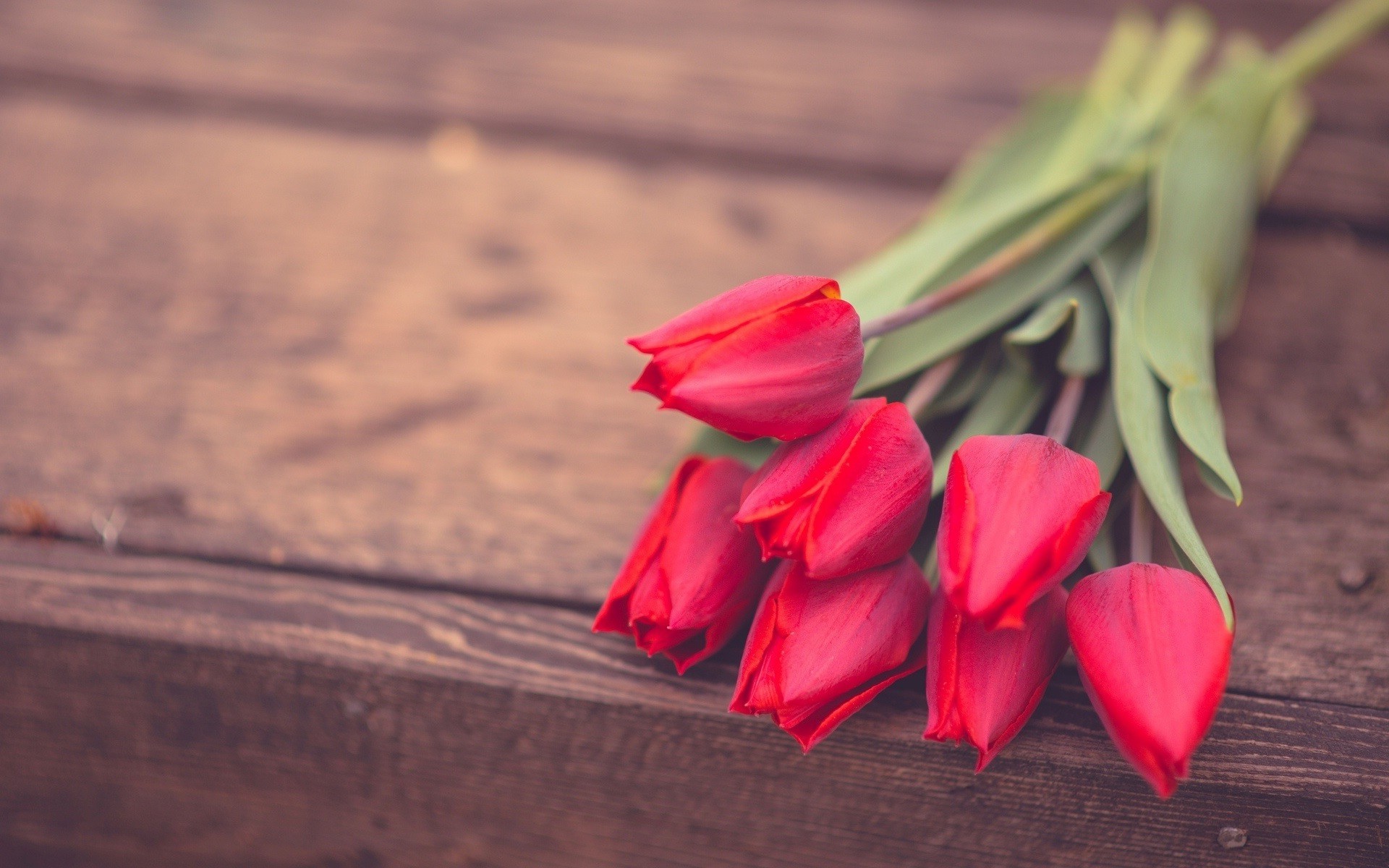 blumenstrauß blume natur romantik liebe tulpe im freien blatt stillleben unschärfe rose