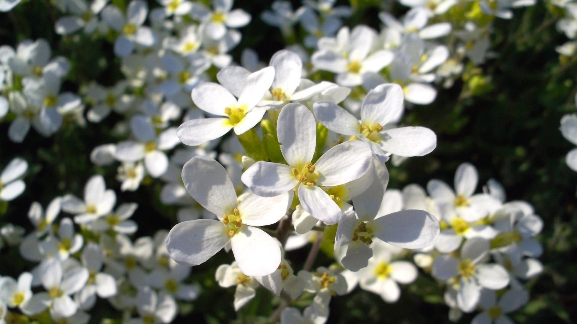 flowers flower nature garden flora blooming petal floral leaf summer outdoors season park growth fair weather color close-up bright grass field