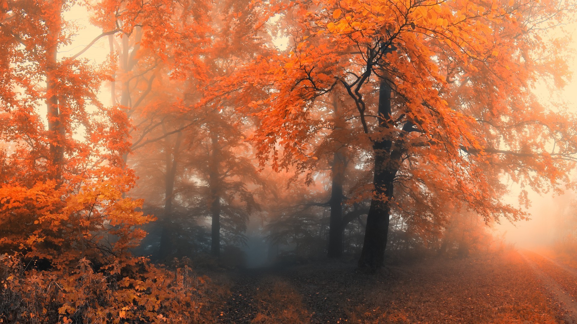 autumn fall tree leaf fog wood landscape mist park maple outdoors branch dawn nature season scenic fair weather