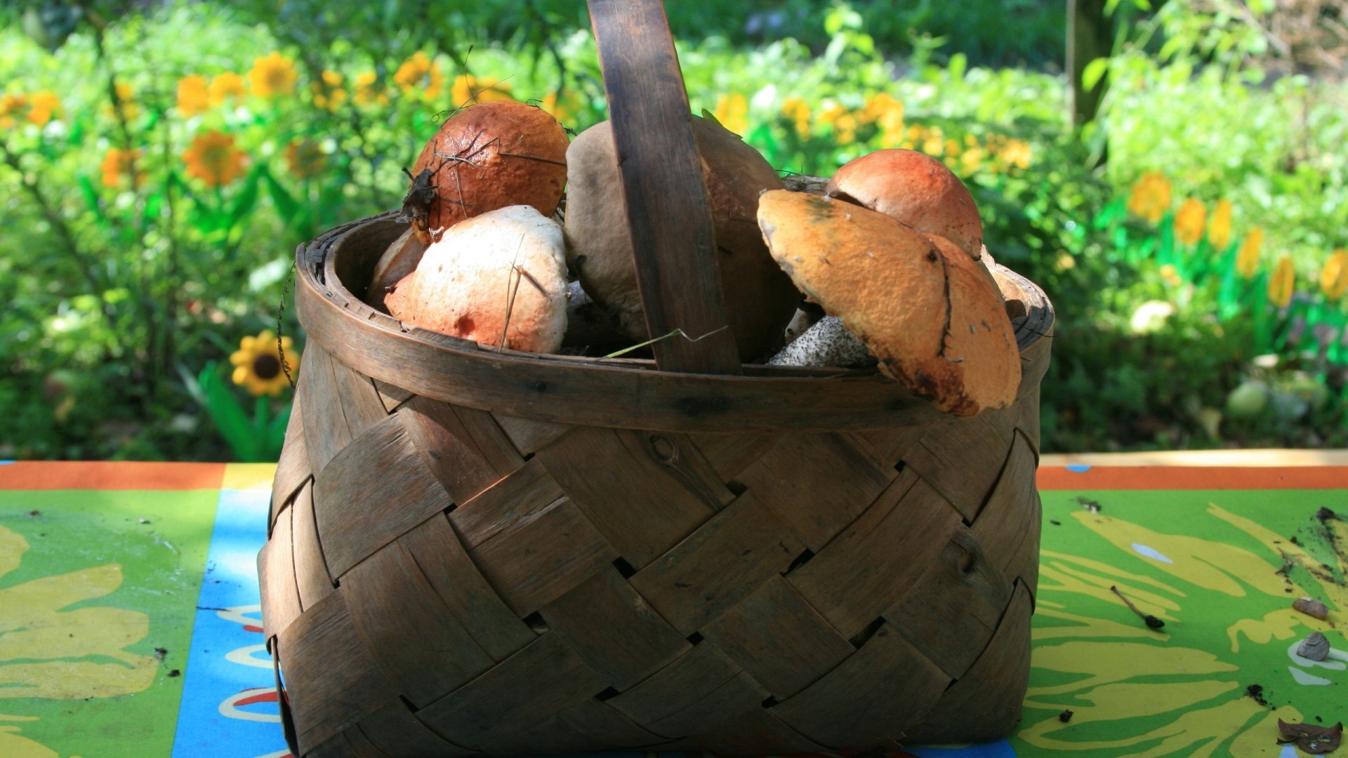 cibo e bevande legno natura cibo all aperto albero singolo foglia estate