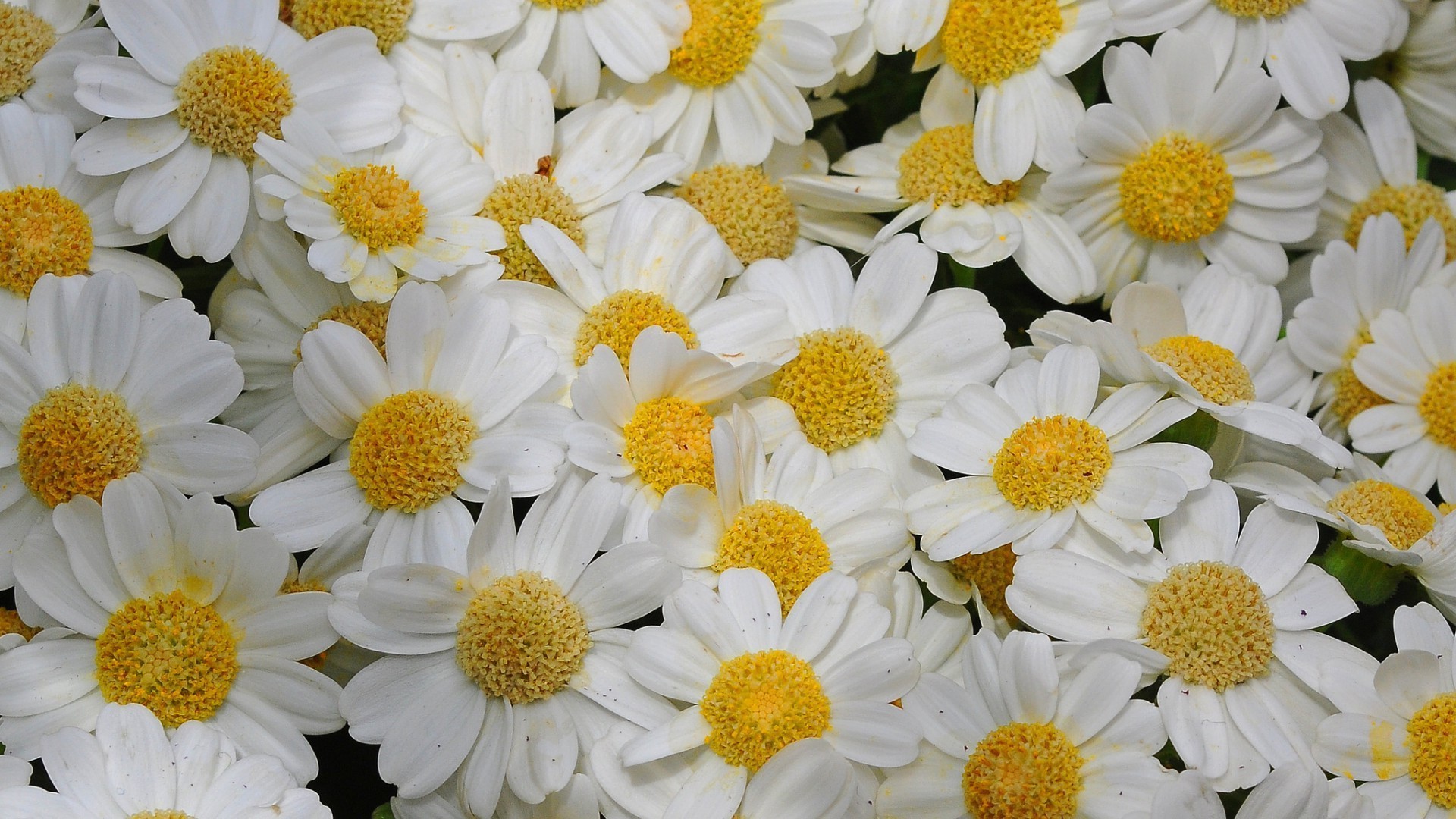 camomille fleur nature été flore floral lumineux jardin pétale bluming couleur tête belle feuille saison gros plan chrysanthème foin champ